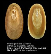 Patella pellucida (f) laevis (18)